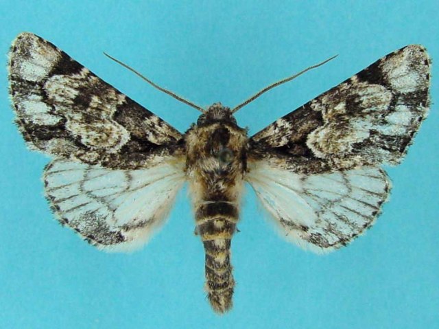 Thiacidas nigrimaculata